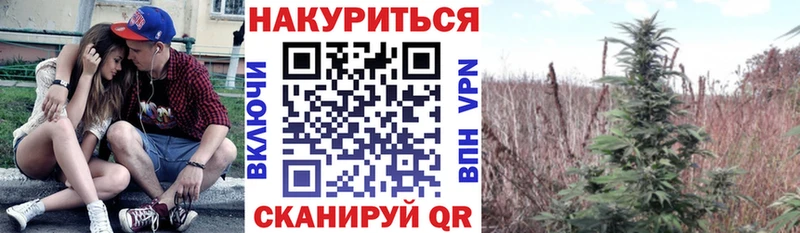 Канабис сатива  Плавск 